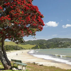 Pohutukawa Tree and Buffalo Beach, Whitianga, Coromandel Peninsula, North Island