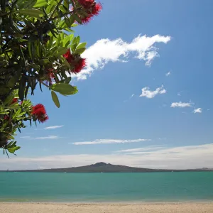 Pohutukawa Tree, Mission Bay and Rangitoto Island, Auckland, North Island, New Zealand