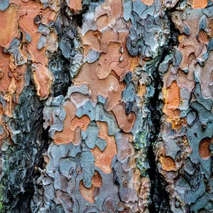 Ponderosa pine tree detail of bark