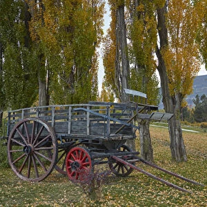 Poplar trees and old wagon, El Calafate, Patagonia, Argentina