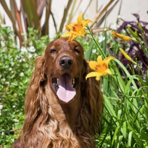 Portrait of an Irish Setter sitting next to yellow flowers