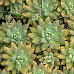 Powdery liveforever, succulent