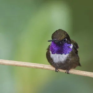 Purple Throated Woodstar