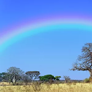 Rainbow and African baobab tree, Adansonia digitata, Tarangire National Park, Tanzania