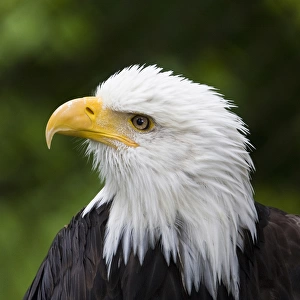 Raptor Center, Sitka, Alaska. Close-up of a bald eagle
