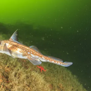 Ratfish (Hydrolagus colliei), Foggy Bay, South East Alaska, Inside Passage