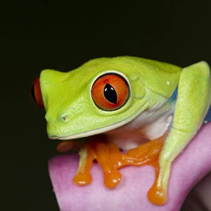 Red-eyed tree frog, Agalychnis callidryas, captive, controlled conditions