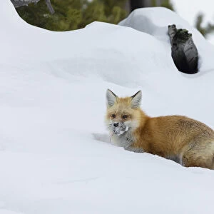 Red fox with cached food