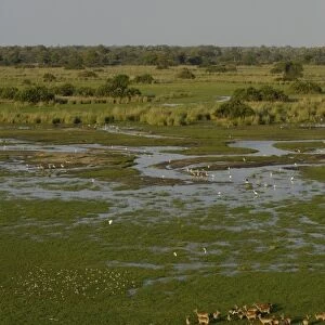 Red Lechwe (Kobus leche). Okavango Delta, BOTSWANA. Southern Africa