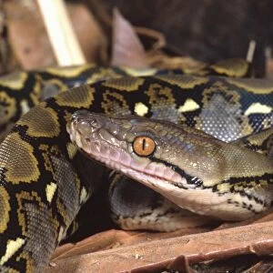 Reticulated Python, Python reticulatus, Native to Tropical Indo China