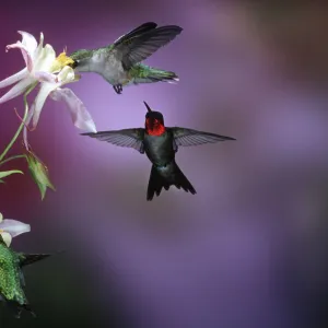 Ruby-throated Hummingbirds (Archilochus colubris) males & female at McKanas Hybrid Columbine