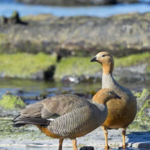 Geese Collection: Ruddy Headed Goose