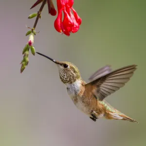 Rufous Hummingbird (Selasphorus rufus) juvenile male feeding