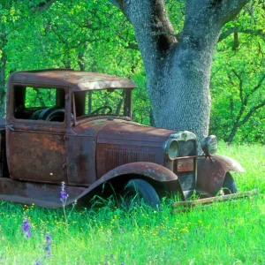 A rusting 1931 Ford pickup truck sitting in a field under an oak tree