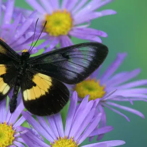 Sammamish Washington Photograph of Butterfly on Flowers