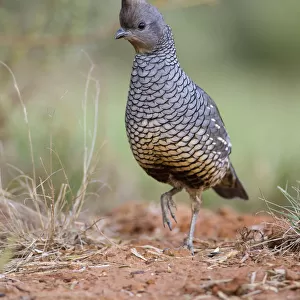 New World Quail Collection: Scaled Quail