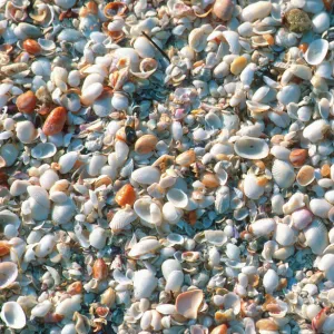 Seashells on Sanibel Island, Florida. shells, seashells, sanibel island, florida, u