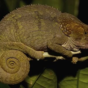 Short-horned Chameleon (Calumma brevicornis). Madagascar, Africa