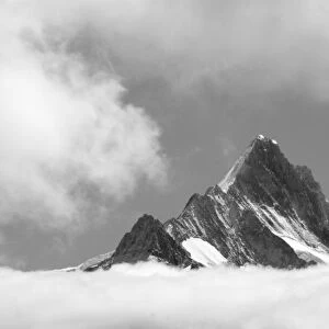 Shreckhorn summit, 3741 m. from Faulhorn, Bernese Alps, Switzerland
