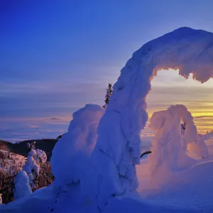 Snowghosts at sunset on Big Mountain in the Whitefish Range in Whitefish, Montana, USA