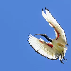 South Africa, Cape Town. Sacred ibis bird in flight