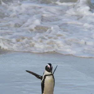 South Africa, Cape Town, Simons Town, Table Mountain National Park, Boulders Beach