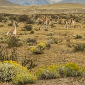 Camelidae Collection: Guanaco