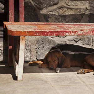 South America, Chile, Zapallar. Dog naps under a red wooden bench. Credit as: Wendy