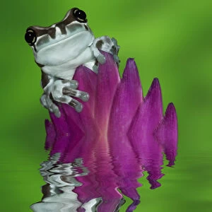 South America, Panama. Amazon milk frog reflects in water
