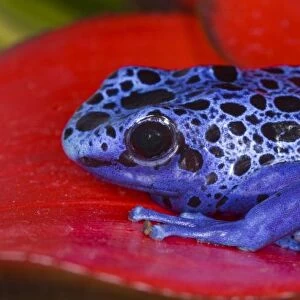 South America, Republic of Surinam. Close-up of poison dart frog on red leaf. Credit as