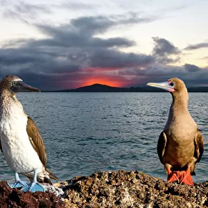 South Atlantic, Ecuador, Galapagos Islands. Blue- and red-footed booby birds with