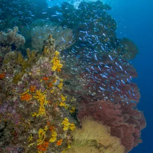 Oceania Collection: Soloman Islands