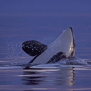 Spyhopping Orca Killer Whale (Orca orcinus) near San Juan Island, WA State, USA