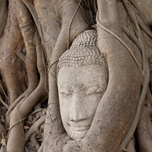 Thailand, Ayutthaya, Buddha head growing in roots of Banyan tree at Wat Mahathat