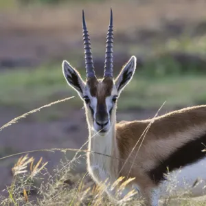 Thomsons Gazelle (Gazella thomsoni) on the savanah, Masai Mara National Reserve