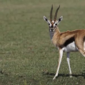 Thomsons Gazelle, Masai Mara, Kenya, Africa