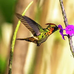 Hummingbirds Collection: Vervain Hummingbird