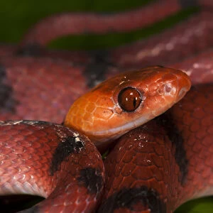 Tropical Flat Snake (Siphlophis compressus), Yasuni National Park, Amazon Rainforest, ECUADOR