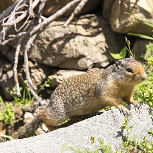 US, MT, Glacier NP. Acclimated Columbian Ground Squirrel (Urocitellus columbianus)