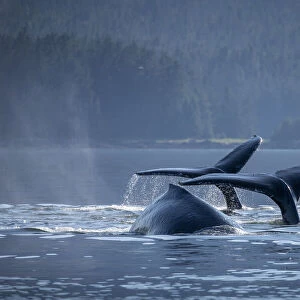 USA, Alaska, Humpback Whales (Megaptera novaeangliae) dive while bubble net feeding in