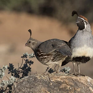 USA, Arizona, Amado. A pair of Gambels quail on rock