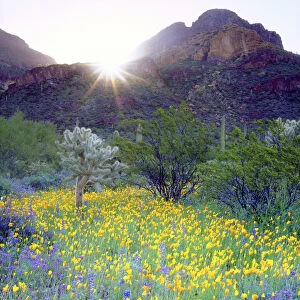 USA, Arizona, Organ Pipe Cactus National Monument. Wildlfowers and cacti at sunrise
