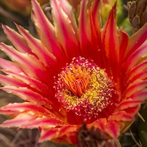 USA, Arizona, Santa Cruz County. Barrel cactus blossom and close-up