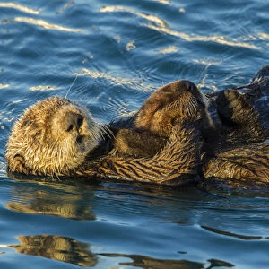 USA, California, Morro Bay. Sea otter parent and pup