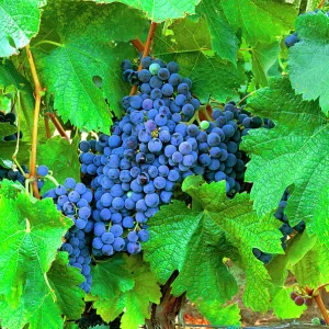 USA, California, Napa Valley, wine country, cabernet grapes on the vine