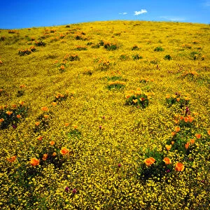 USA; California; San Diego. A Wildflowers in Cleveland National Forest after the