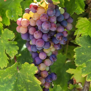 USA, California, Santa Barbara. Grapes