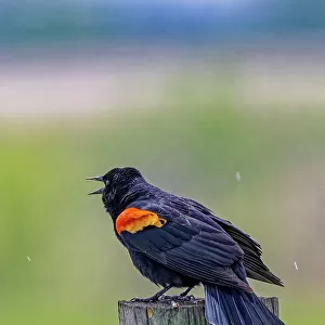 USA, Colorado, Fort Collins. Male red-winged blackbird calling for a mate