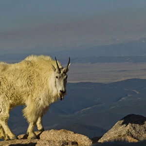 USA, Colorado, Mount Evans. Mountain goat with black tongue sticking out. Credit as