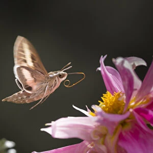 USA, Colorado. White-lined sphinx moth unfolds long tongue to feed